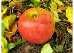 Stayman's Winesap Dwarfing