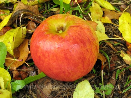 Stayman's Winesap Dwarfing