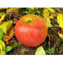 Stayman's Winesap Dwarfing