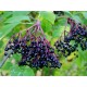 Elderberry