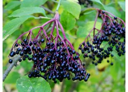 Elderberry