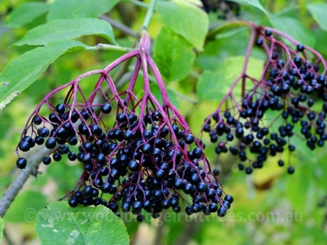 Elderberry