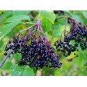 Elderberry