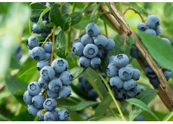 Blueberry Premier