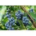 Blueberry Northland