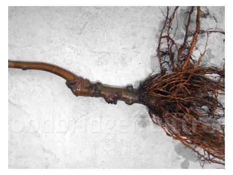 Plum / Apricot Rootstocks (H29C Myrobalan)