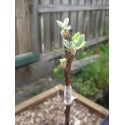 Grafting Workshop - via ZOOM Saturday 19th August 2023 1pm - 3:30pm