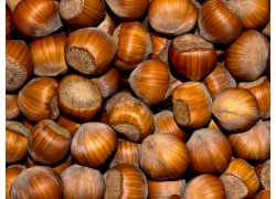 American White Hazelnut