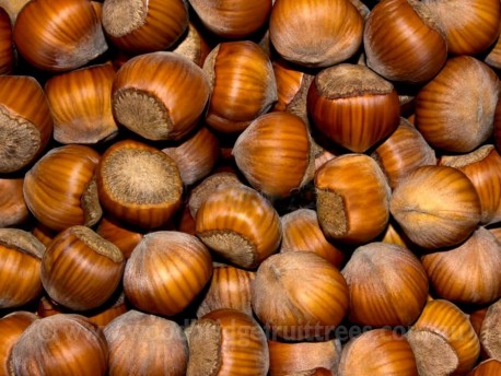 American White Hazelnut