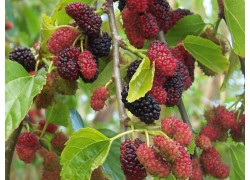 Hicks Fancy Mulberry