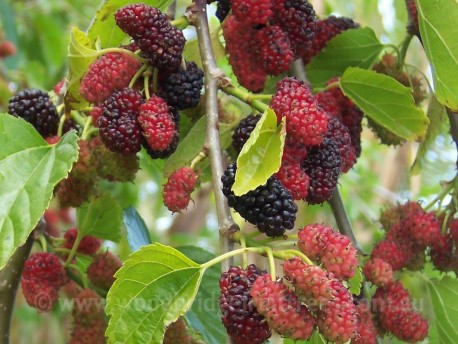 Hicks Fancy Mulberry