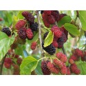Hicks Fancy Mulberry