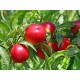 Nectared Nectarine