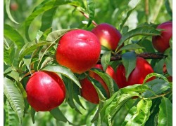 Nectared Nectarine