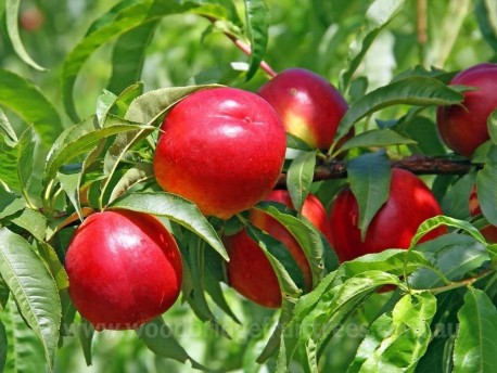 Nectared Nectarine