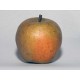Ashmead's kernel