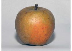 Ashmead's kernel