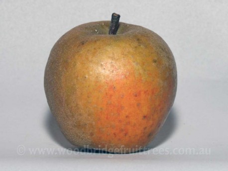Ashmead's kernel