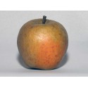 Ashmead's Kernel Step-Over