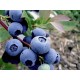 Blueberry Burst