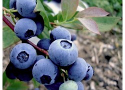 Blueberry Burst