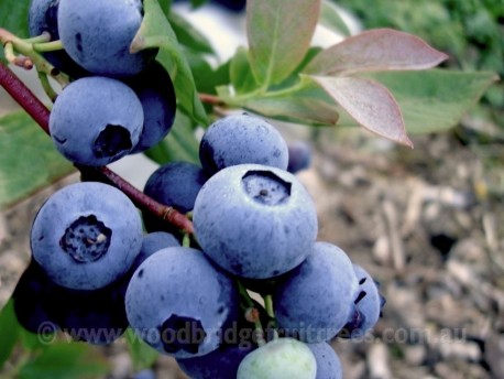 Blueberry Burst