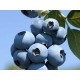 Blueberry Brightwell