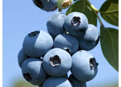 Blueberry Brightwell