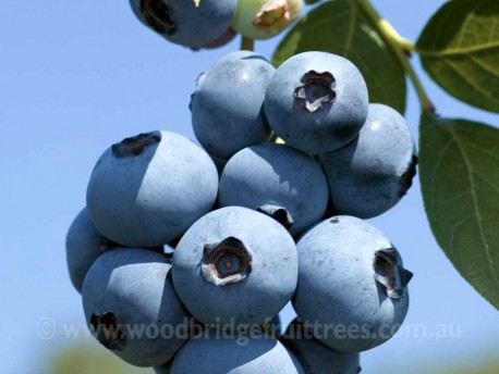 Blueberry Brightwell