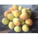 GRAFTLING of Prunus Mume "Bungo"