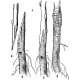Graftling on M26 dwaft apple rootstock - using your own scionwood