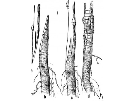 Graftling on M26 dwaft apple rootstock - using your own scionwood