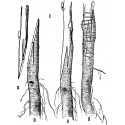 Graftling on M26 dwaft apple rootstock - using your own scionwood