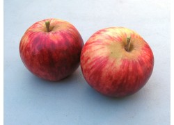 Stokes Red