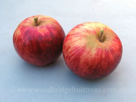 Stokes Red