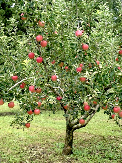 https://www.woodbridgefruittrees.com.au/dada/mail.cgi/show_img/wft/20230806145018/d04ab9eacba22a2b19ff06de4abf7b0a_dwarf_apple_tree.jpg
