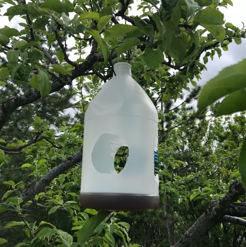 Homemade Fruit Moth Traps : r/BackyardOrchard