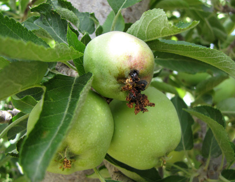 Codling Moth traps 