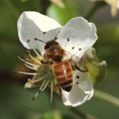 Bee on an apple flower