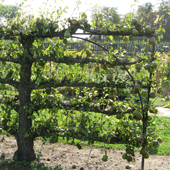 Old espaliered pear tree