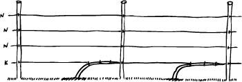 In winter at planting time the young tree is set out at 45 degree and tied loosely to the bottom wire in 2 or 3 places.