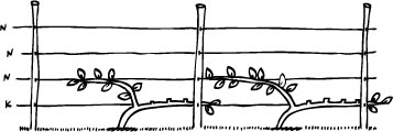 The strongest (or first) shoot is taken to the second wire and the rest cut away to a first or second bud.