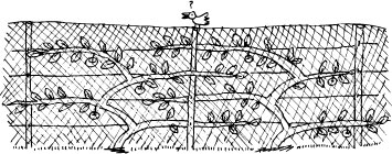 When the fruit starts to mature it is easy to cut away the young upright growth on the top row and cover the lot with a net.