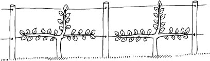 In subsequent years, the process is repeated: the tips are tied down and the upright growth cut away.