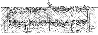 When the fruit starts to mature it is easy to cut away the young upright growth on the top row and cover the lot with a net.