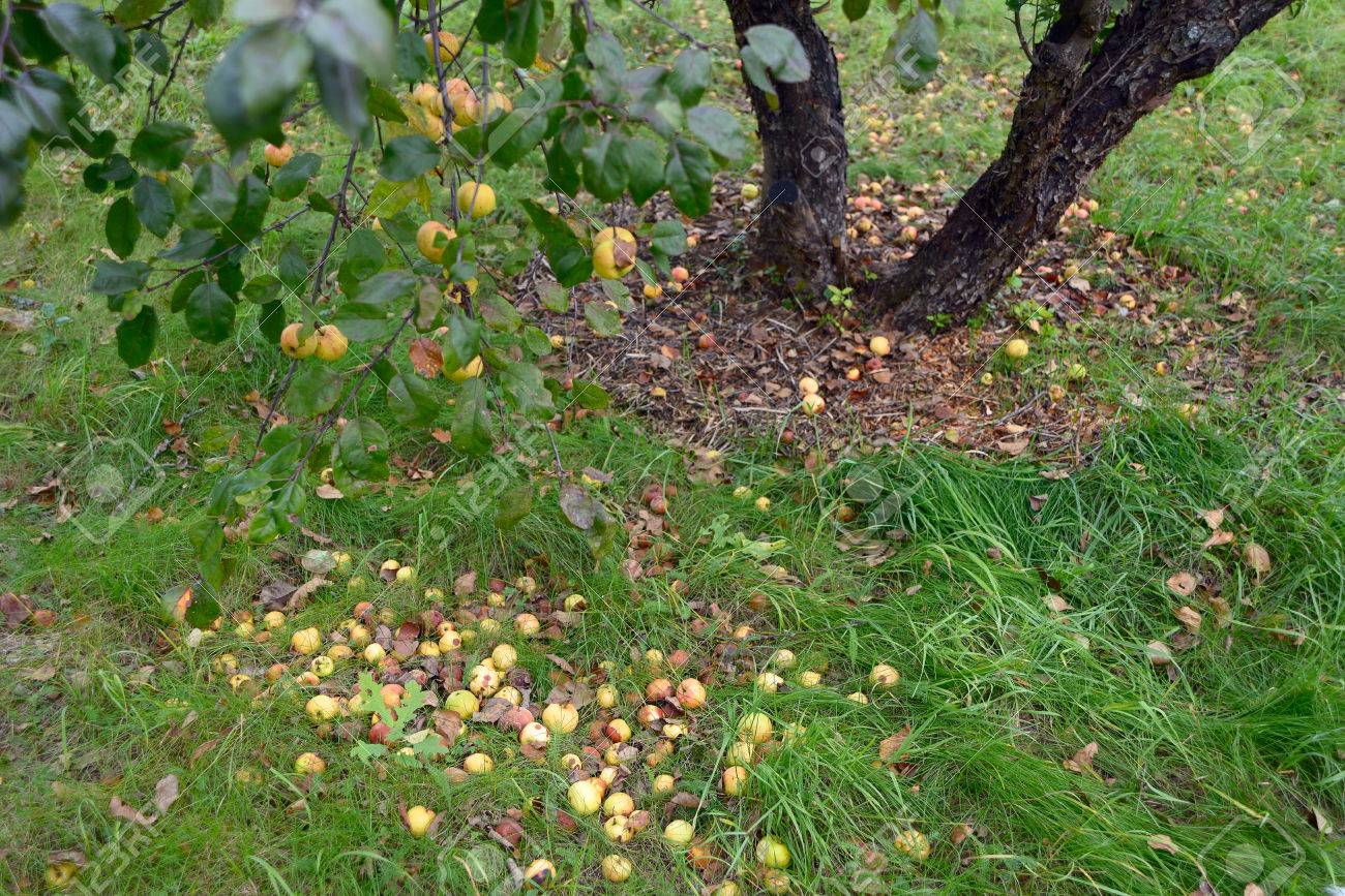 Codling Moth Control - Woodbridge Fruit Trees