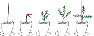 Potted espalier. (left to right) planting the new tree; pruning; rub off all but three shoots; growing up in summer; attaching to an esplalier in autumn.