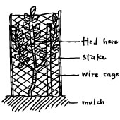 Snugly planted, staked caged and mulched