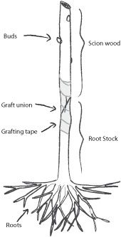 Anatomy of a graftling