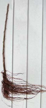 Rootstock before grafting